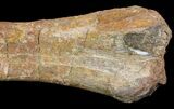 Fossil Hadrosaur (Kritosaurus) Femur - Aguja Formation, Texas #76731-3